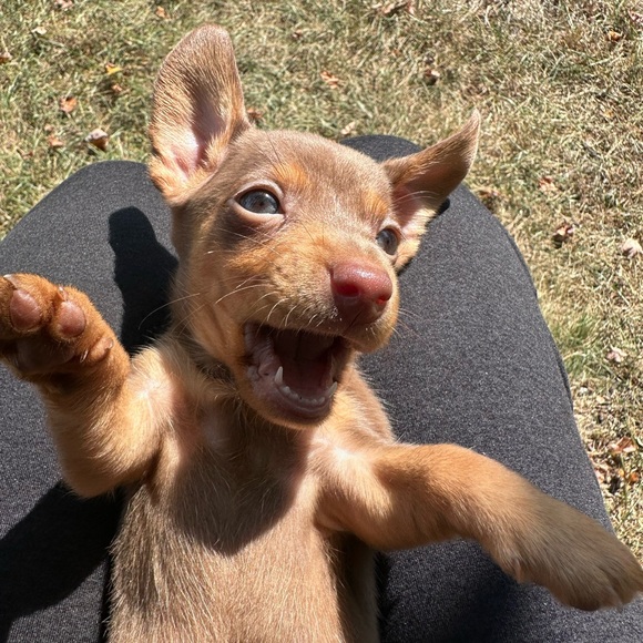 Meet your Posher, Lauren - Picture 4 of 6